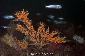 Sesimbra, Portugal - Schoal of mackerels and pouting over... by José Carvalho 